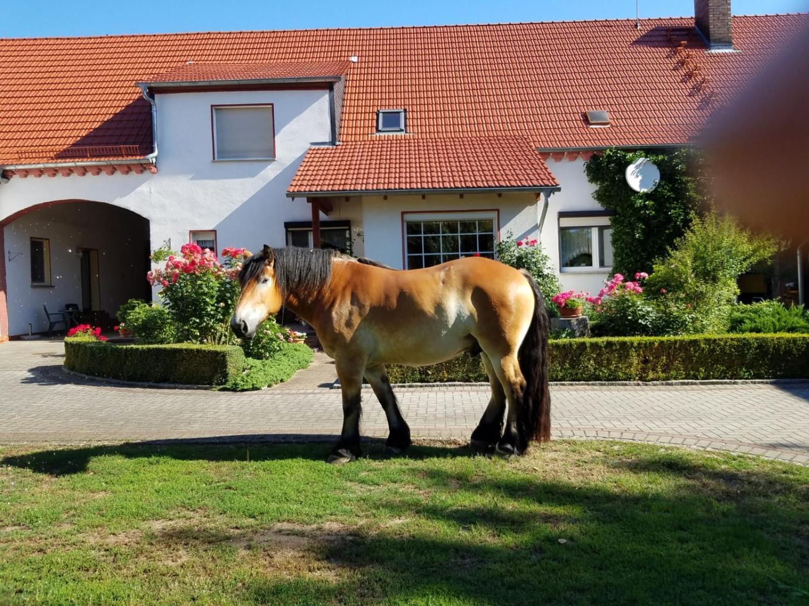 Top-Moderne Ferienwohnung Und Apartments Auf Frueherem Wunderschoenen Bauernhof Im Elbe-Elster-Kreis In Brandenburg Bei Herzberg-Elster, Schoenewalde, Holzdorf Luaran gambar